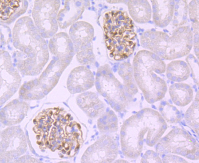 Anti-Podocin Antibody (6Q959)