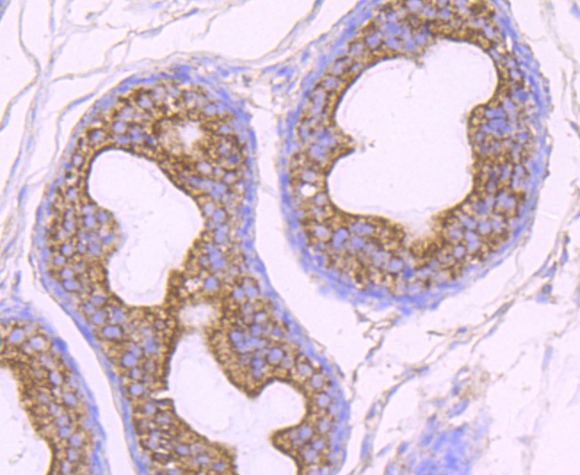 Anti-OGT Antibody (8O260)