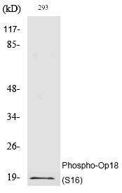 Anti-Phospho-Stathmin 1 (Ser16) Polyclonal Antibody 2