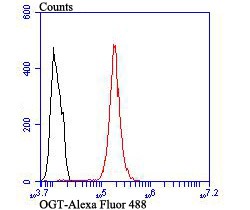 Anti-OGT Antibody (8O260)
