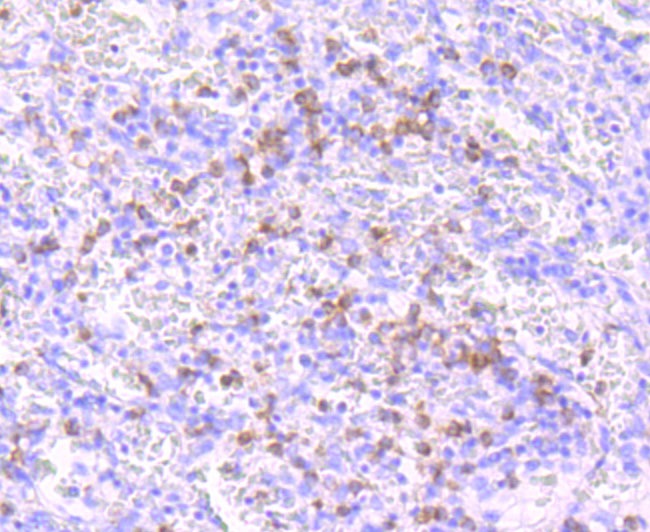Anti-Noxa Antibody (1A221)