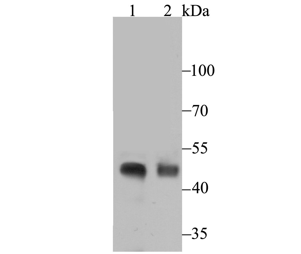 Anti-Podocin Antibody (6Q959)