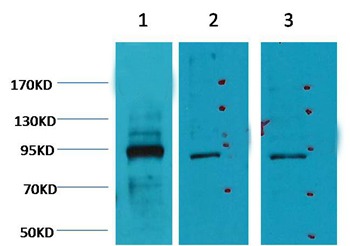 Anti-Oct1 Antibody (5G338)
