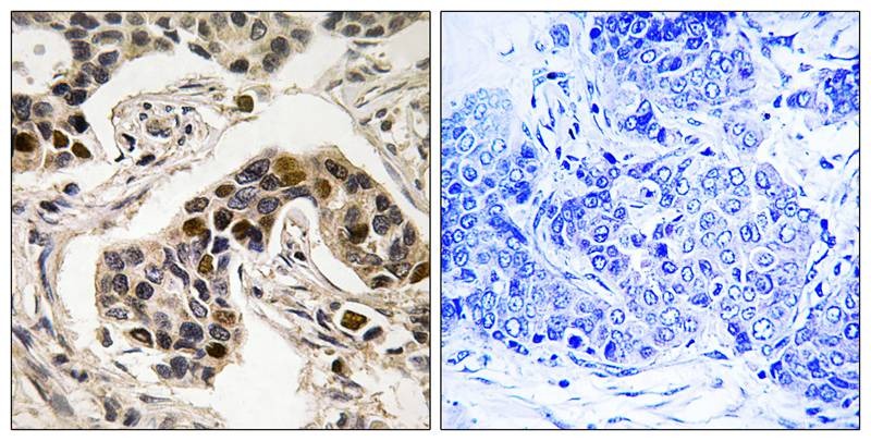 Anti-Phospho-NUDC (Ser326) Polyclonal Antibody