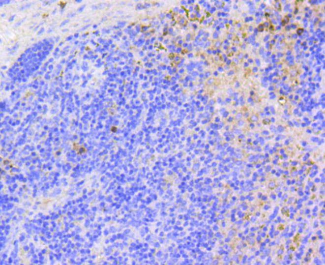 Anti-p16 ARC Antibody (3G504)