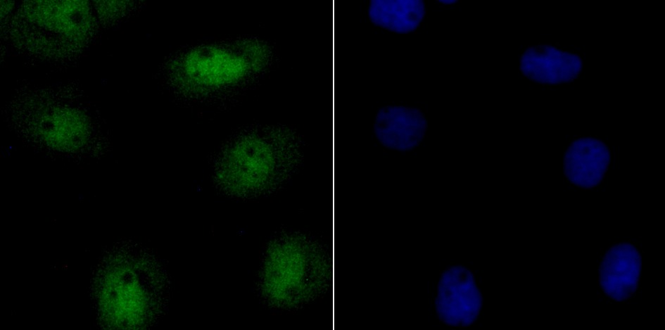 Anti-p150 Antibody (3W818)