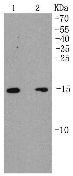 Anti-p16 ARC Antibody (3G504)