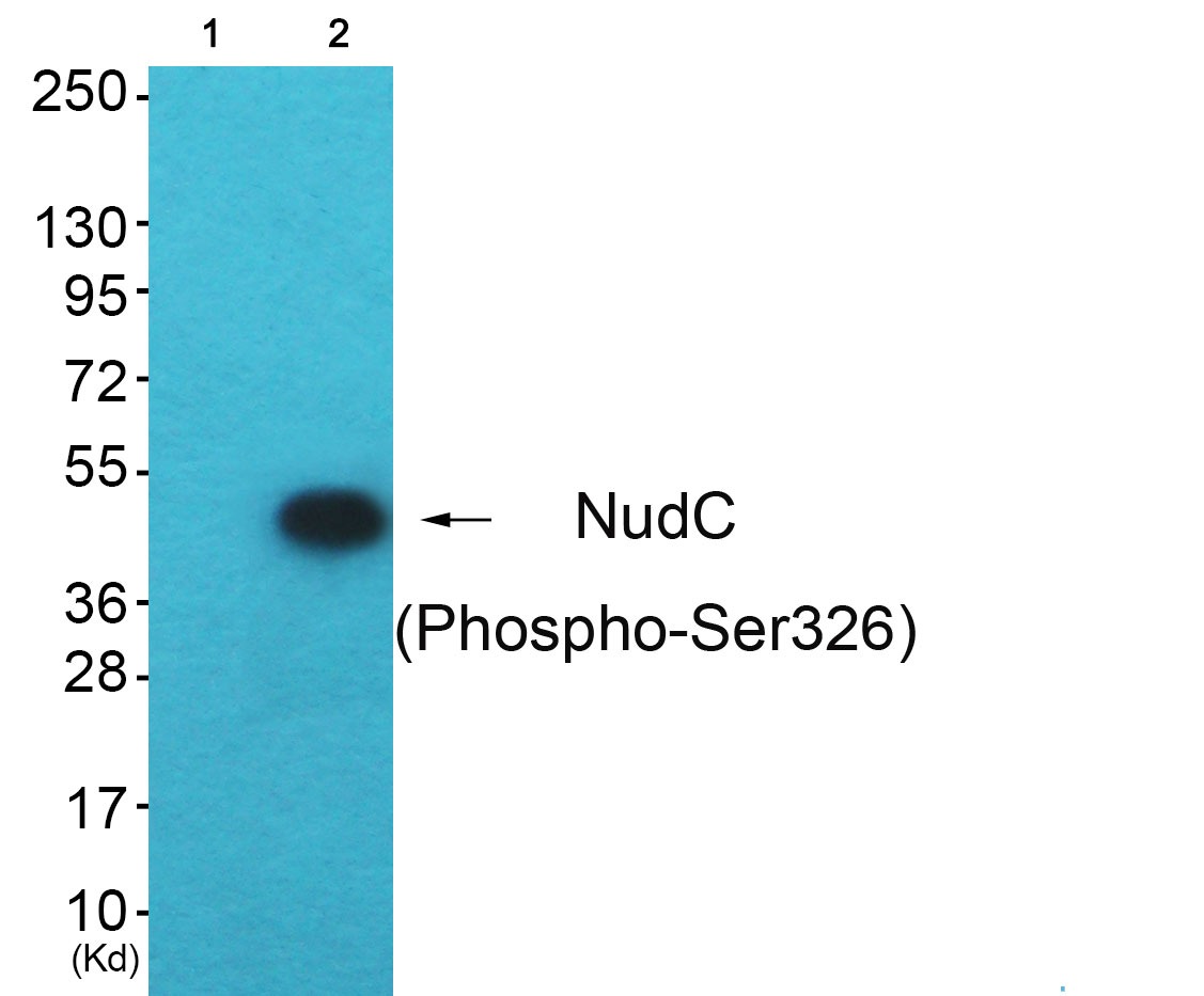 Anti-Phospho-NUDC (Ser326) Polyclonal Antibody