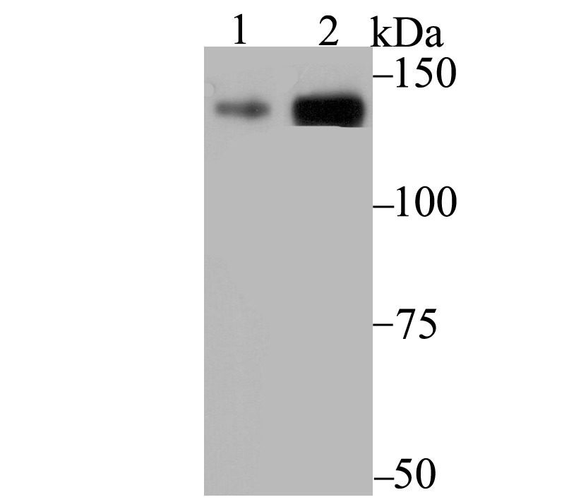 Anti-p150 Antibody (3W818)