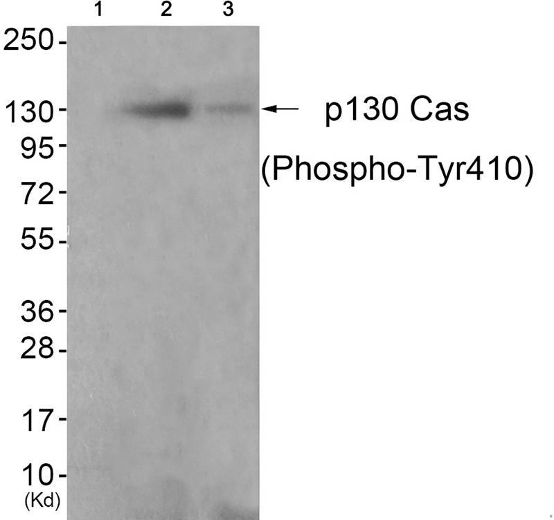 Anti-Phospho-p130 Cas (Tyr410) Polyclonal Antibody