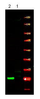 Anti-Phospho-CDKN1A (Thr57) Polyclonal Antibody