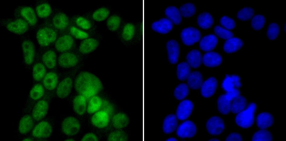 Anti-p150 Antibody (3W818)