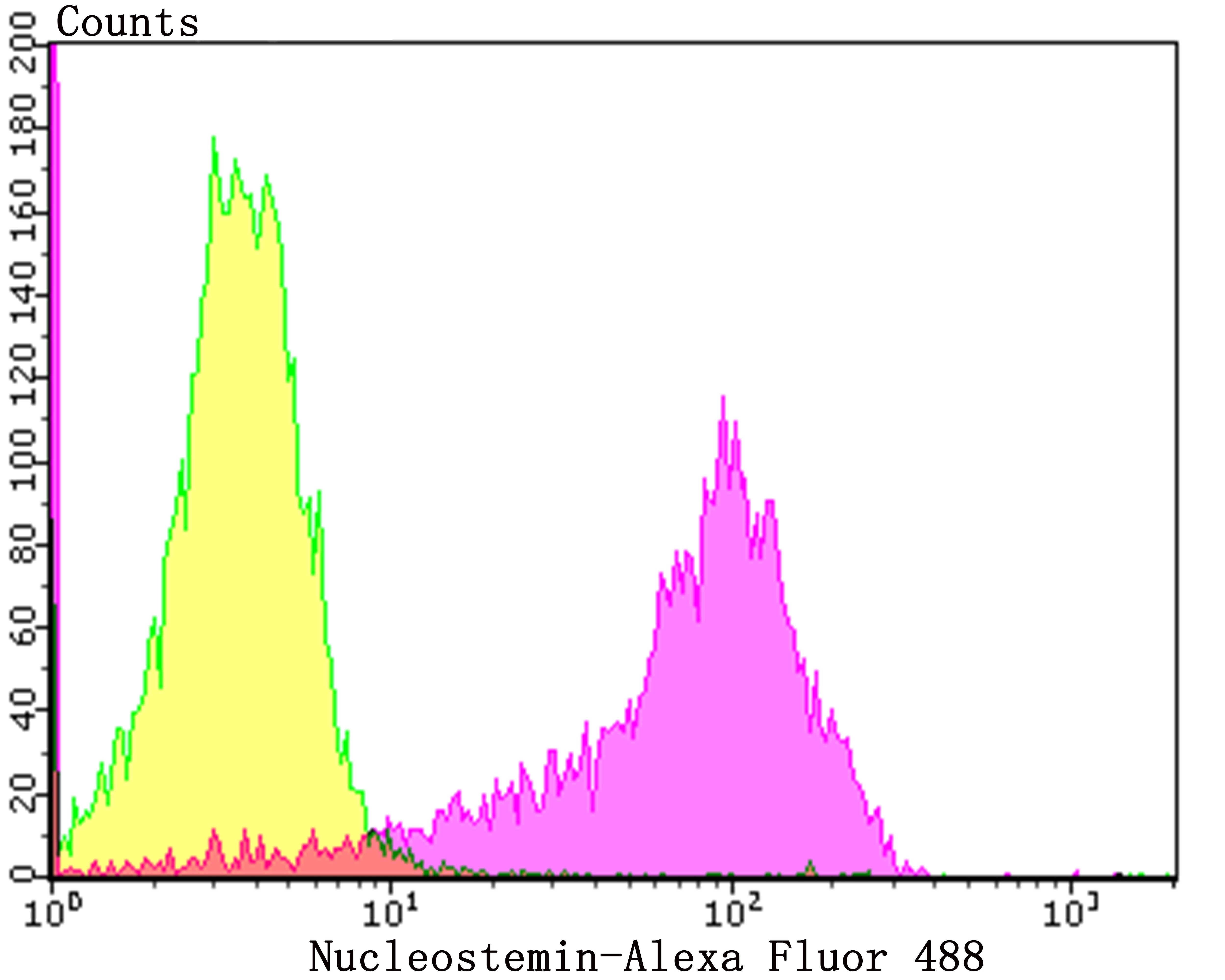 Anti-Nucleostemin Antibody (4J11)