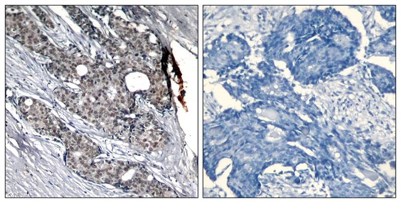 Anti-Phospho-p53 (Ser6) Polyclonal Antibody