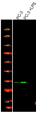 Anti-Phospho-PDX1 (Ser66) Polyclonal Antibody