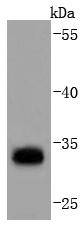 Anti-PD-L1 Antibody (8A865)