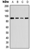 Anti-Phospho-PE2 (Thr526) Polyclonal Antibody
