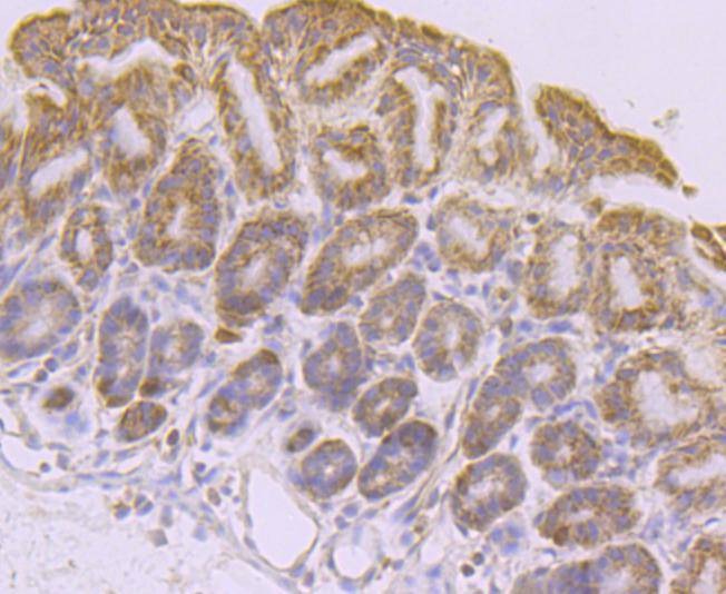 Anti-PDHA1 Antibody (9B780)