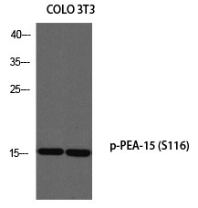 Anti-Phospho-PEA15 (Ser116) Polyclonal Antibody