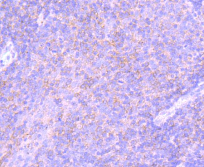 Anti-PD-L1 Antibody (8A865)
