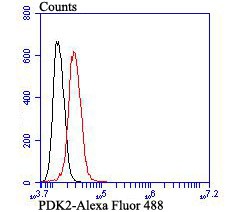 Anti-PDK2 Antibody (1C819)
