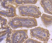 Anti-PDHA1 Antibody (9B780)