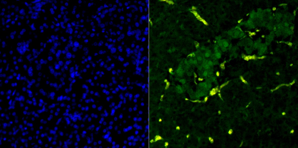Anti-PDX1 Antibody (2P581)