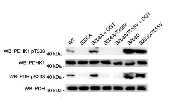 Anti-Phospho-PDK1 (Thr338) Polyclonal Antibody
