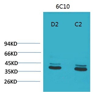 Anti-MAPK3/ERK2 Antibody (7P251)