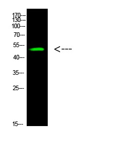 Anti-Acetyl-p53 (Lys305) Polyclonal Antibody
