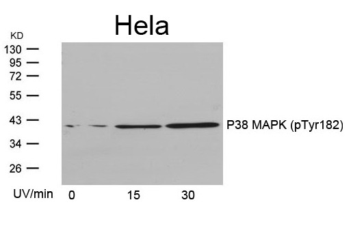 Anti-Phospho-MAPK14 (Tyr182) Polyclonal Antibody