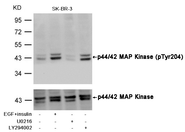 Anti-Phospho-MAPK3/ERK2 (Tyr204) Polyclonal Antibody