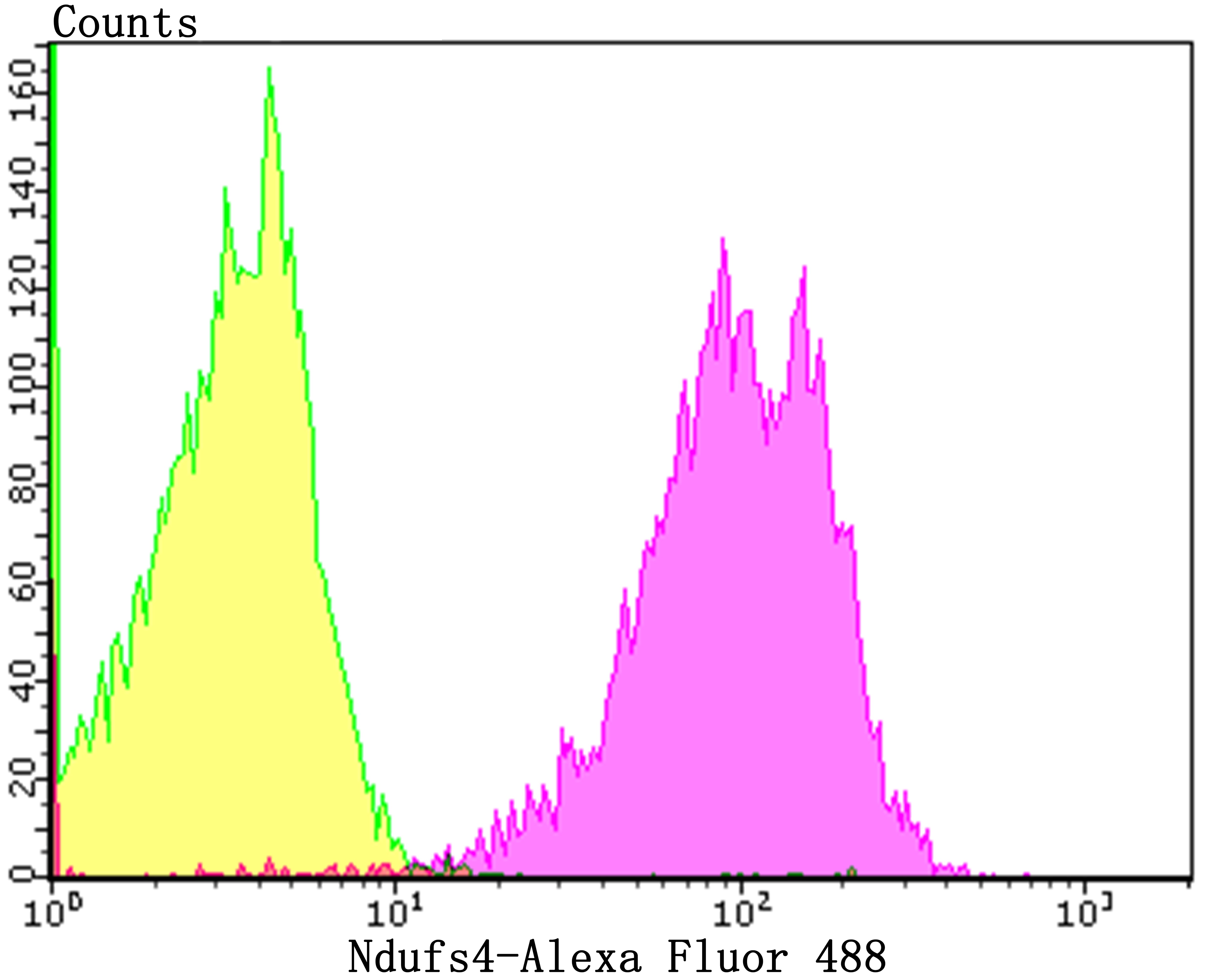 Anti-NDUFS4 Antibody (3X649)
