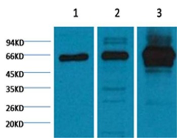 Anti-NF-kB p65 Antibody (9P885)