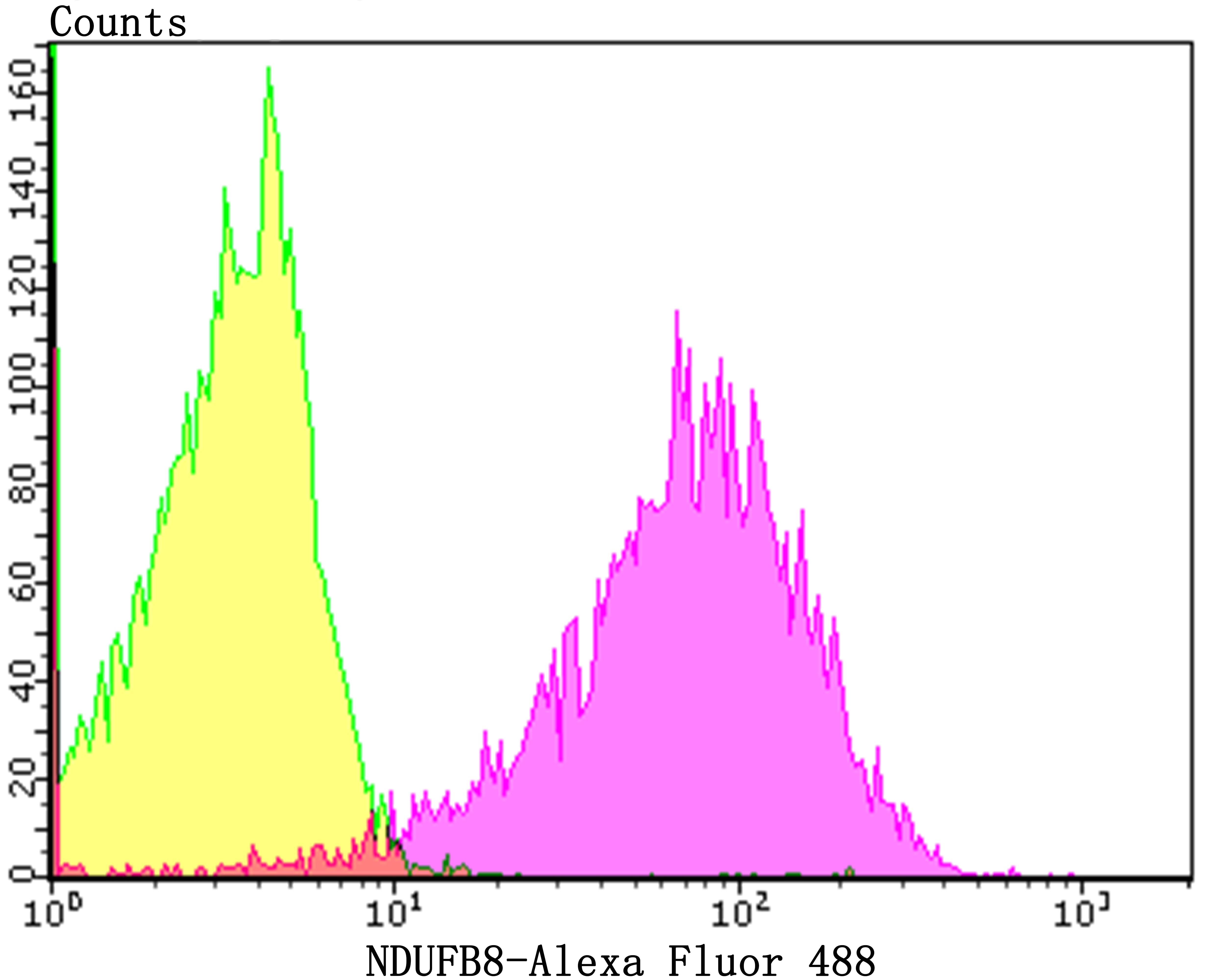 Anti-NDUFB8 Antibody (3W868)