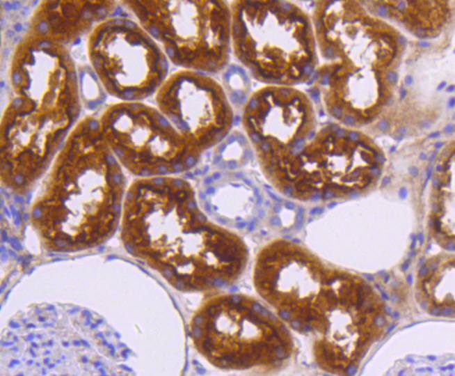 Anti-NRP1 Antibody (4D9)