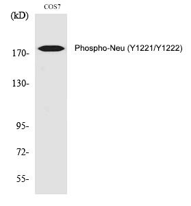 Anti-Phospho-HER2/ERBB2 (Tyr1221, 1222) Polyclonal Antibody