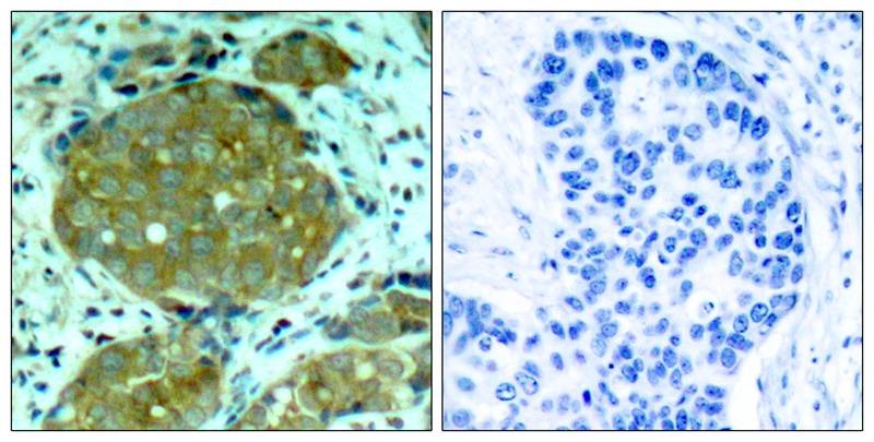 Anti-Phospho-NFKB1 (Ser932) Polyclonal Antibody