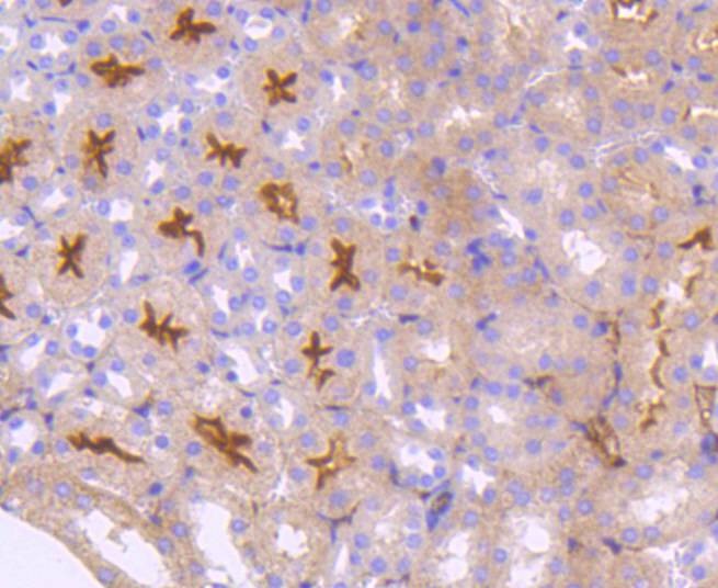 Anti-NRP1 Antibody (4D9)