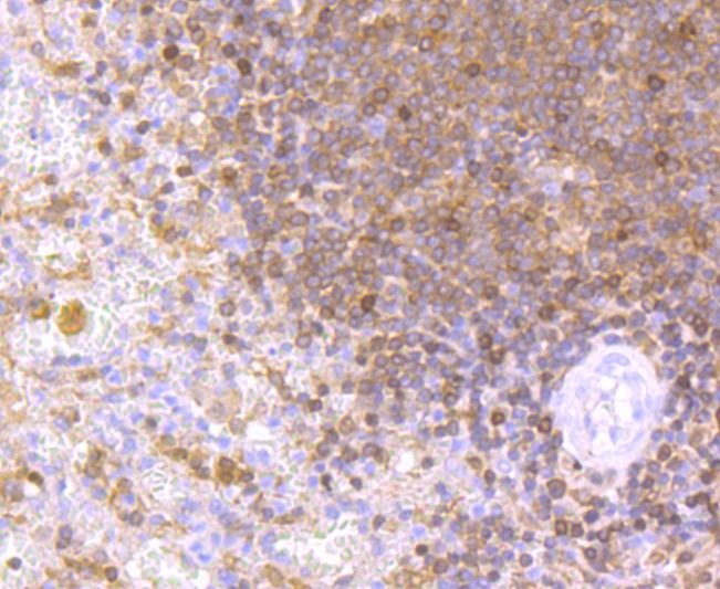 Anti-NFAT1 Antibody (4I426)