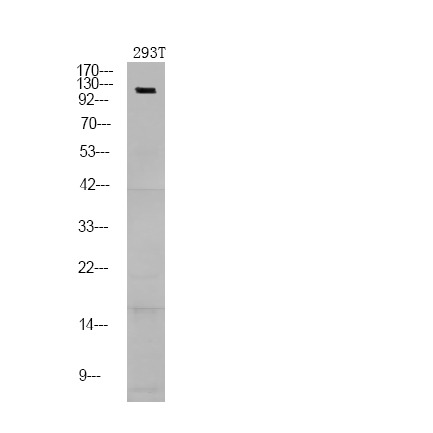 Anti-Phospho-NFAT2 (Ser172) Polyclonal Antibody
