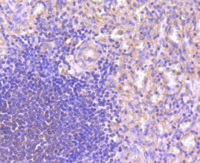 Anti-NFAT2 Antibody (1J539)