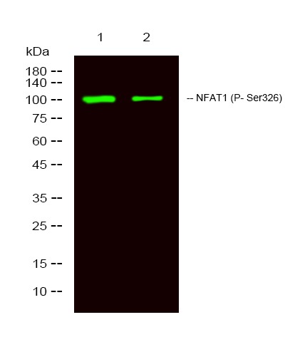 Anti-Phospho-NFAT1 (Ser326) Polyclonal Antibody