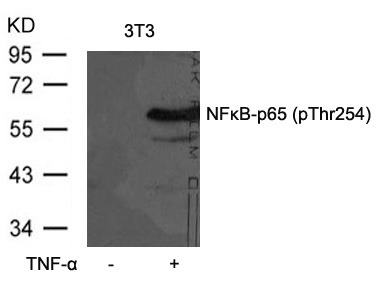 Anti-Phospho-NF-kB p65 (Thr254) Polyclonal Antibody 2