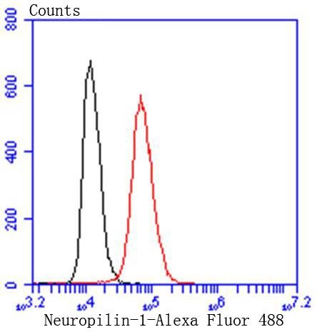 Anti-NRP1 Antibody (4D9)