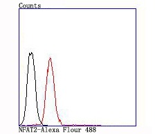 Anti-NFAT2 Antibody (1J539)
