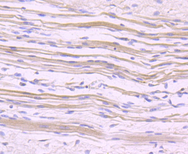 Anti-NFAT2 Antibody (1J539)