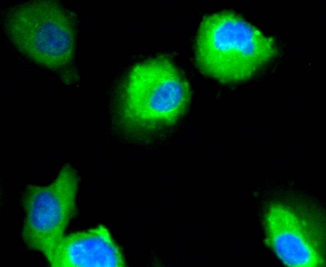 Anti-NRP1 Antibody (4D9)