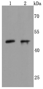 Anti-NeuroD1 Antibody (2M112)