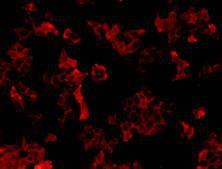 Anti-NRP1 Antibody (2L415)